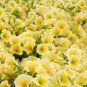 200 Seeds Genuine Heirloow Yellow Petunia Flower Seeds