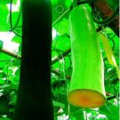 8 Seeds New Varietal China Pumpkin Seeds with Large Plant Conglutinin