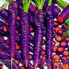 500 Seeds Purple Dragon Carrot Absolutely Unique Bird's Nest Carota Seed