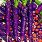 500 Seeds Purple Dragon Carrot Absolutely Unique Bird's Nest Carota Seed