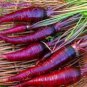 500 Seeds Purple Dragon Carrot Absolutely Unique Bird's Nest Carota Seed