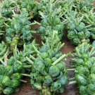 100 seeds Brussel Sprouts Italian Mezzo Nano Vegetables