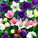 50 seeds Rare Mixed Colorful Pink White Purple Red Campanula Bellflowers