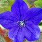 50 seeds Rare Mixed Colorful Pink White Purple Red Campanula Bellflowers