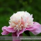 5 seeds Rare 'Big Leaves Buuterfly' Peony Shrub Flower Seeds