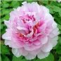 5 seeds Rare 'Big Leaves Buuterfly' Peony Shrub Flower Seeds