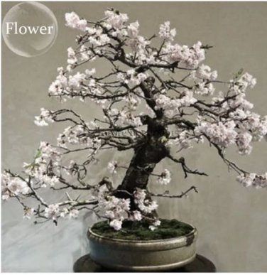 10 seeds White Prunus Mini Bonsai Pear Plant Tree