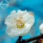 10 seeds White Prunus Mini Bonsai Pear Plant Tree