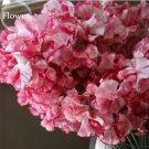 100 seeds Red Ripple Petunia Annual Flowers