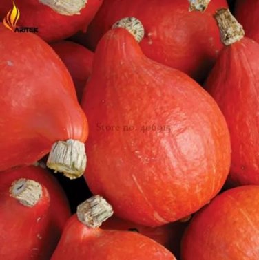 10 seeds Red Kuri Winter Squash Seeds