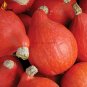 10 seeds Red Kuri Winter Squash Seeds
