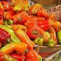 50 seeds Heirloom 'Cubanelle' Pepper Green Red Orange Sweet Pepper