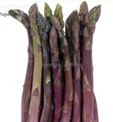 20 seeds Precoce D'Argenteuil Asparagus