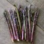 20 seeds Precoce D'Argenteuil Asparagus