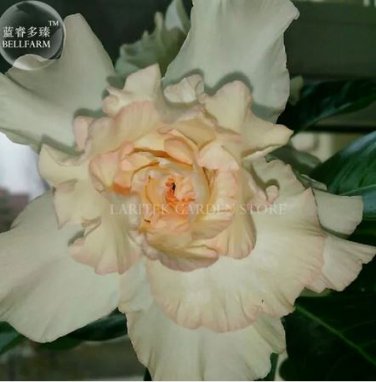 2 Seeds Rare Adenium Seeds,