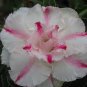 2 Seeds Rare Adenium Seeds,