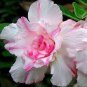 2 Seeds Rare Adenium Seeds,