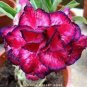 2 seeds Rare 'ice beauty' Adenium Desert rose