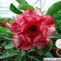 2 seeds Rare 'Blood White' Adenium Desert rose