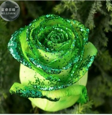 50 seeds Golden Green Rose Seeds