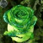 50 seeds Golden Green Rose Seeds