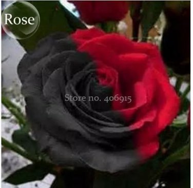 50 seeds Rare Beautiful Black Red Rose Shrub Flowers