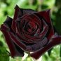 50 seeds Rare Beautiful Black Red Rose Shrub Flowers
