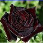 50 seeds Rare Beautiful Black Red Rose Shrub Flowers