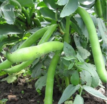 5 seeds Heirloom Vicia faba Dwarf Broad Bean