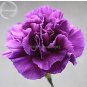 50 seeds Rare Heirloom 'Zi Zun' Purple Carnation Annual Flowers