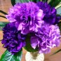 50 seeds Rare Heirloom 'Zi Zun' Purple Carnation Annual Flowers