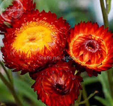 30 seeds Rare Fire Red Helichrysum Strawflower Annual Flower with golden eye