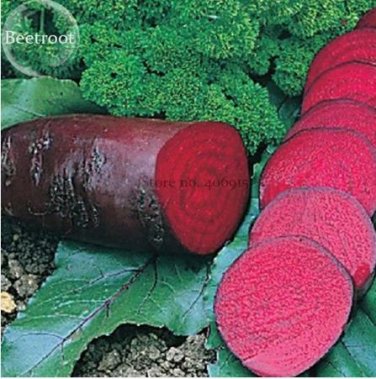 30 seeds Dark Red Beetroot Cylindra Vegetables