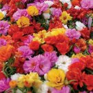 100 seeds Mix PORTULACA Grandiflora MOSS ROSE Flower Seeds