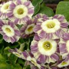 15 seeds Primula Auricula Handsome Lass professional pack
