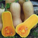 6 seeds Heirloom Light Yellow Long Sweet Cream Pumpkin Vegetable Organic Seeds