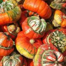 5 seeds Flower Goddess 'Burner' Pumpkin Ornamental Vegetables Seeds