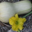 10 seeds Heirloom Waltham Butternut White Winter Squash Organic Seeds