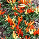 20 seeds Heirloom Medusa Ornamental Pepper Capsicum annuum