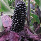 10 seeds Suntava Full Season Purple Hybrid Corn Seeds
