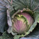 150 seeds Cabbage - January King Seeds