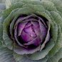 150 seeds Cabbage - January King Seeds