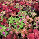 100 seeds Colorful Plectranthus Coleus Seeds