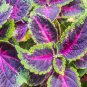 100 seeds Colorful Plectranthus Coleus Seeds