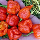 20 seeds Trinidad Scorpion Pepper Professional Pack BUTCH Worlds Hottest Chilli Seeds