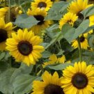 15 seeds Cut Flower Sunflower Seeds Helianthus Annuus