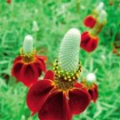 30 seeds Ratibida Coneflower Mexican Hat Columnifera Midget Seed