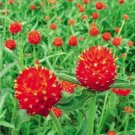 30 seeds Gomphrena 'Strawberry Fields' Seeds GLOBE AMARANTH
