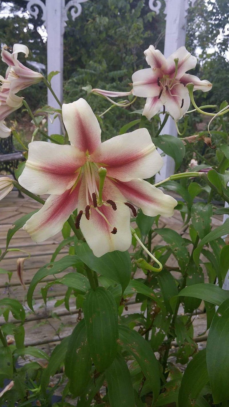 100 seeds Amaryllis Seed 'Tiger'