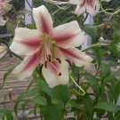 100 seeds Amaryllis Seed 'Tiger'